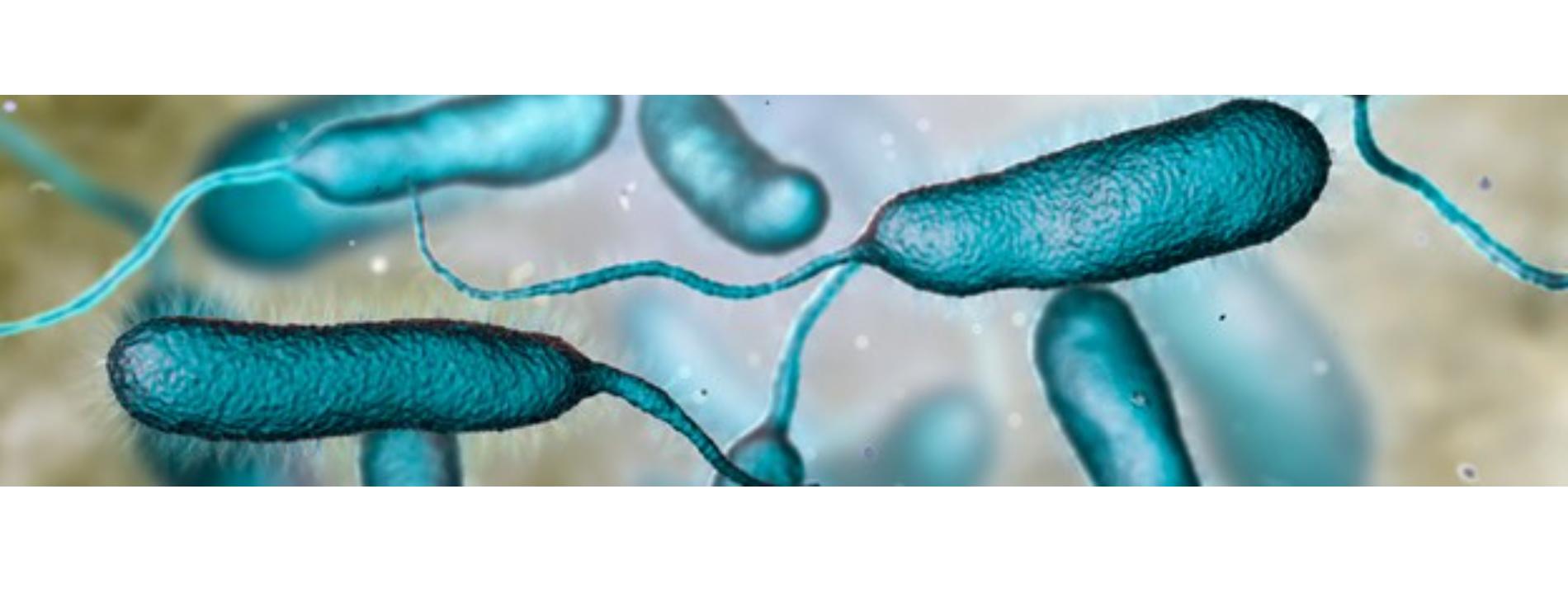 Vibriosis and Cancer:  What is the Risk of Infection? 